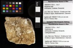 Foto (Objket + Etiketten) von Decapoda indet. 